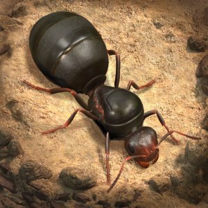 The Ants: Underground Kingdom — 3000 Ant Coins
